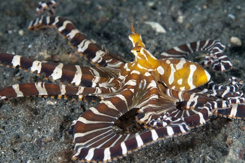 Octopus