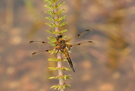 Adult four-spotted chaser