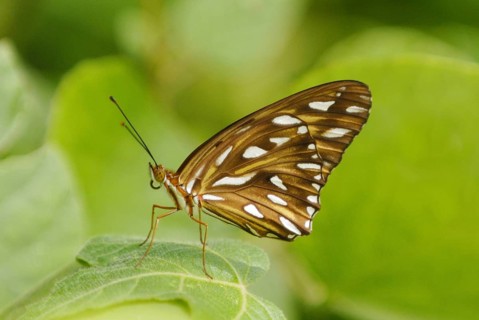 Gulf Fritillary