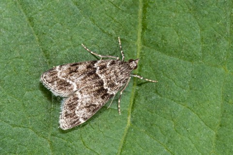 Grey moth