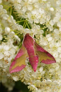 Small elephant hawk-moth