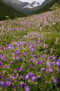 Species-rich alpine meadow