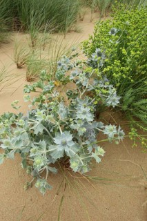 Sea Holly