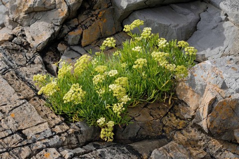 Rock Samphire