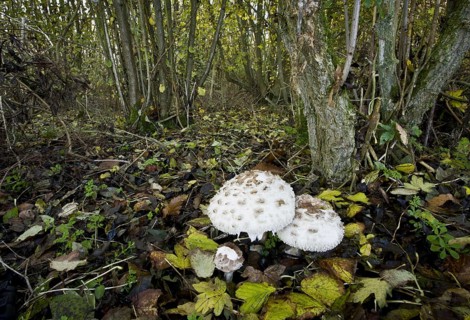Shaggy Parasol