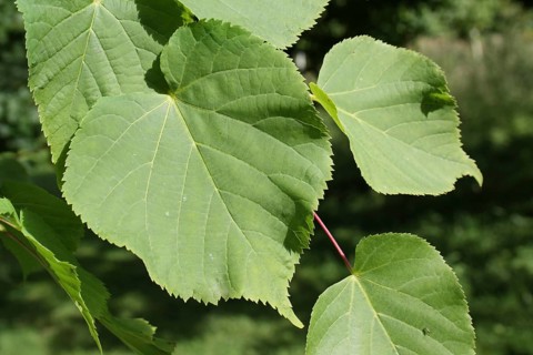 Small-leaved Lime