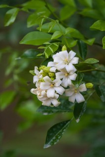 Orange Jasmine