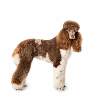 King poodle