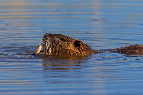 Coypu