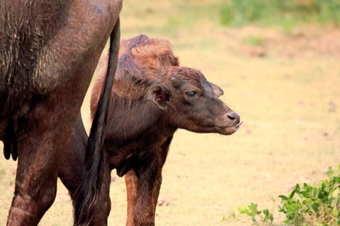 Water buffalo