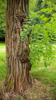 (Robinia pseudoacacia)