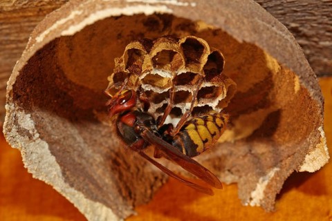 Hornet