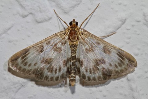 Nettle borer