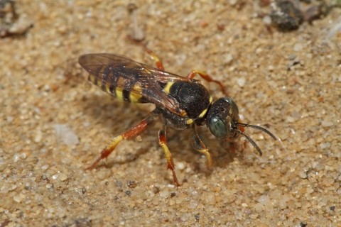 Large fly spear wasp
