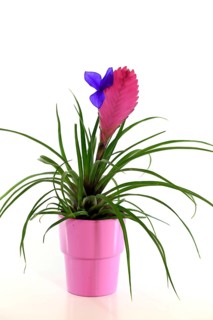 Ball moss blue tillandsia