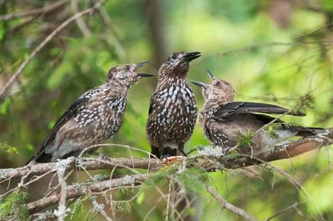Spotted Nutcracker