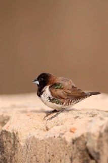 Bronze Munia