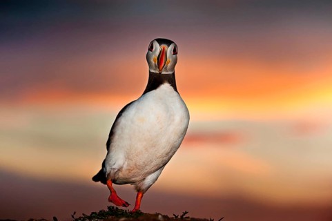 Puffin