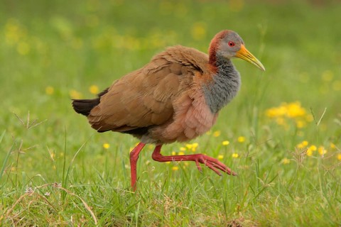 Giant wood rails