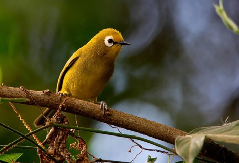 Montane White-eye