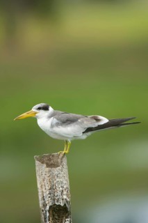 Large-billed Tern