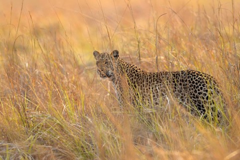 African leopard