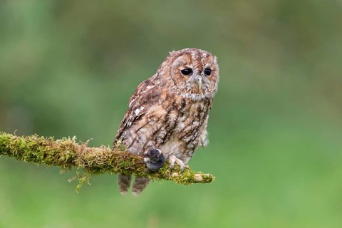 Tawny owl