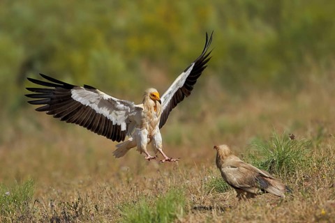 Egyptian Vulture