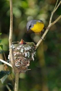 Eastern yellow eastern yellow robin