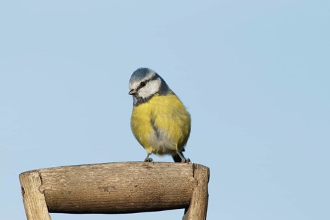 Blue Tit