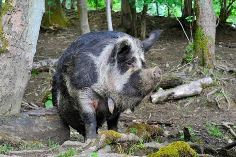 Domestic Pig