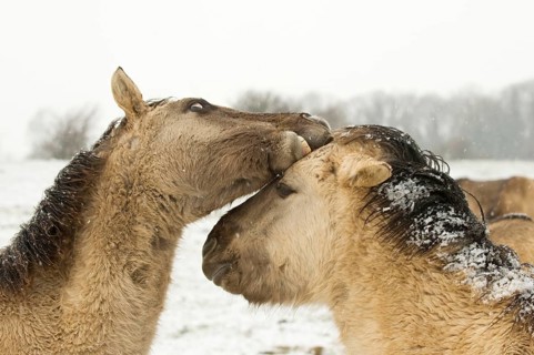 Konik horse