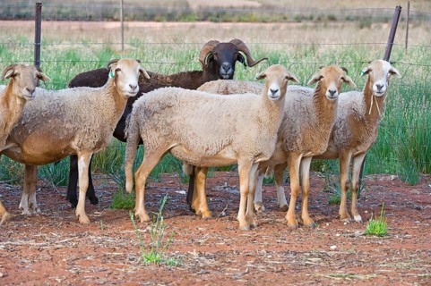 Domestic sheep