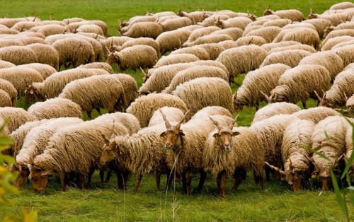 Domestic sheep