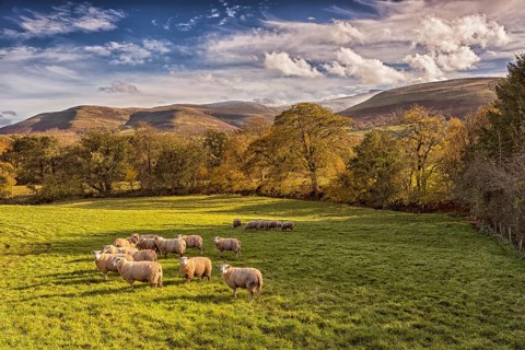 Domestic sheep