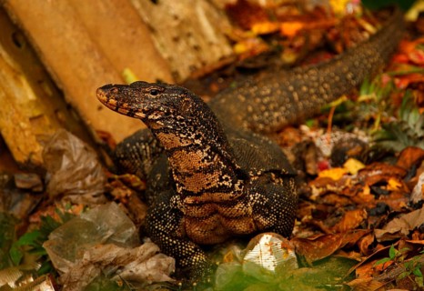 Asian water monitor
