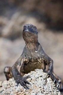 Marine Iguana