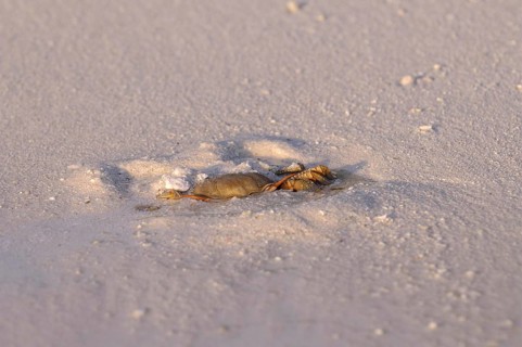 Horned Ghost Crab