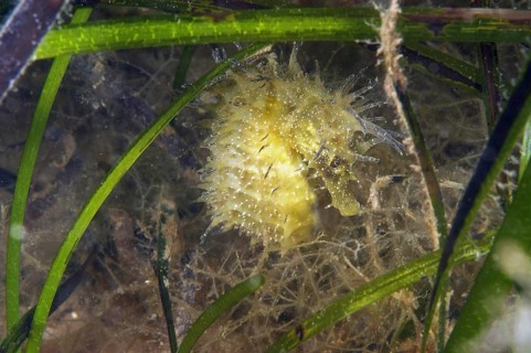 Seahorse