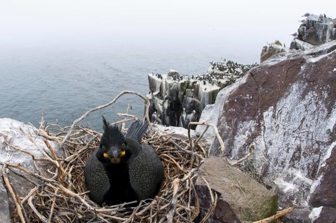 European Shag