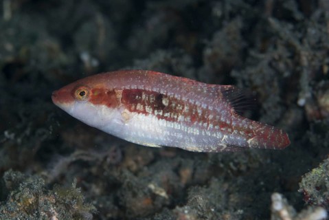 Magnificent Wrasse Magnificent Wrasse