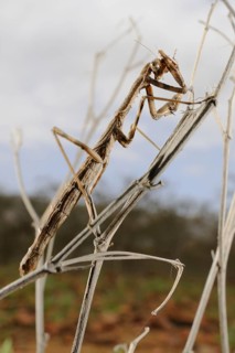 Mantis