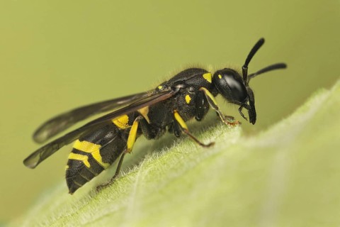 Mason Wasp