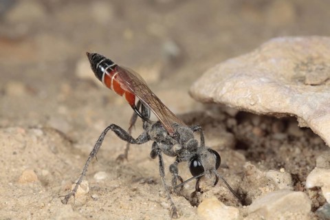 Sand wasp