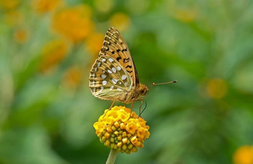 Dark Green Fritillary