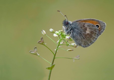 Small heath