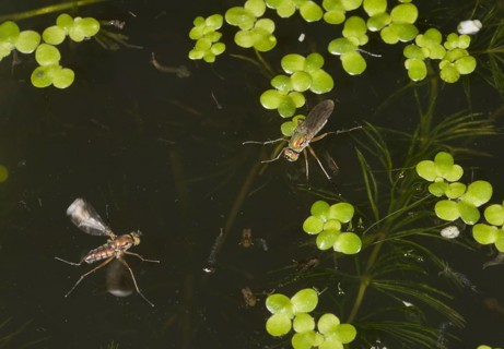 Glittering Green Fly