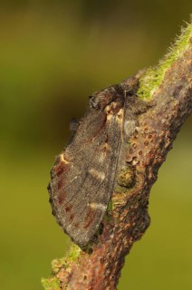 Iron Prominent