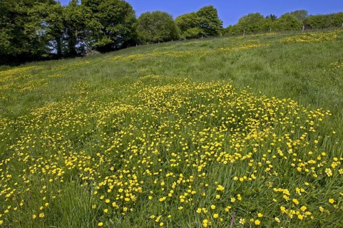 Flowering buttercups