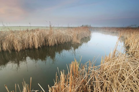 Bulrush